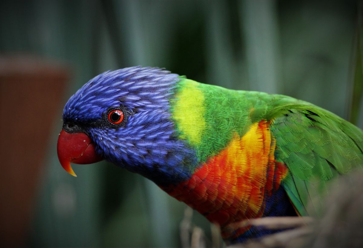 Regenbogenlori Nahaufnahme