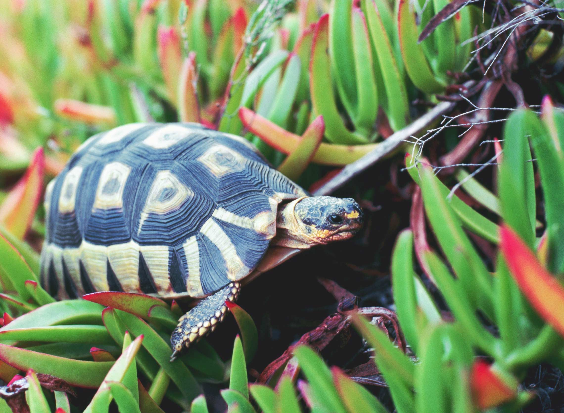 Schildkröte - Reptilien