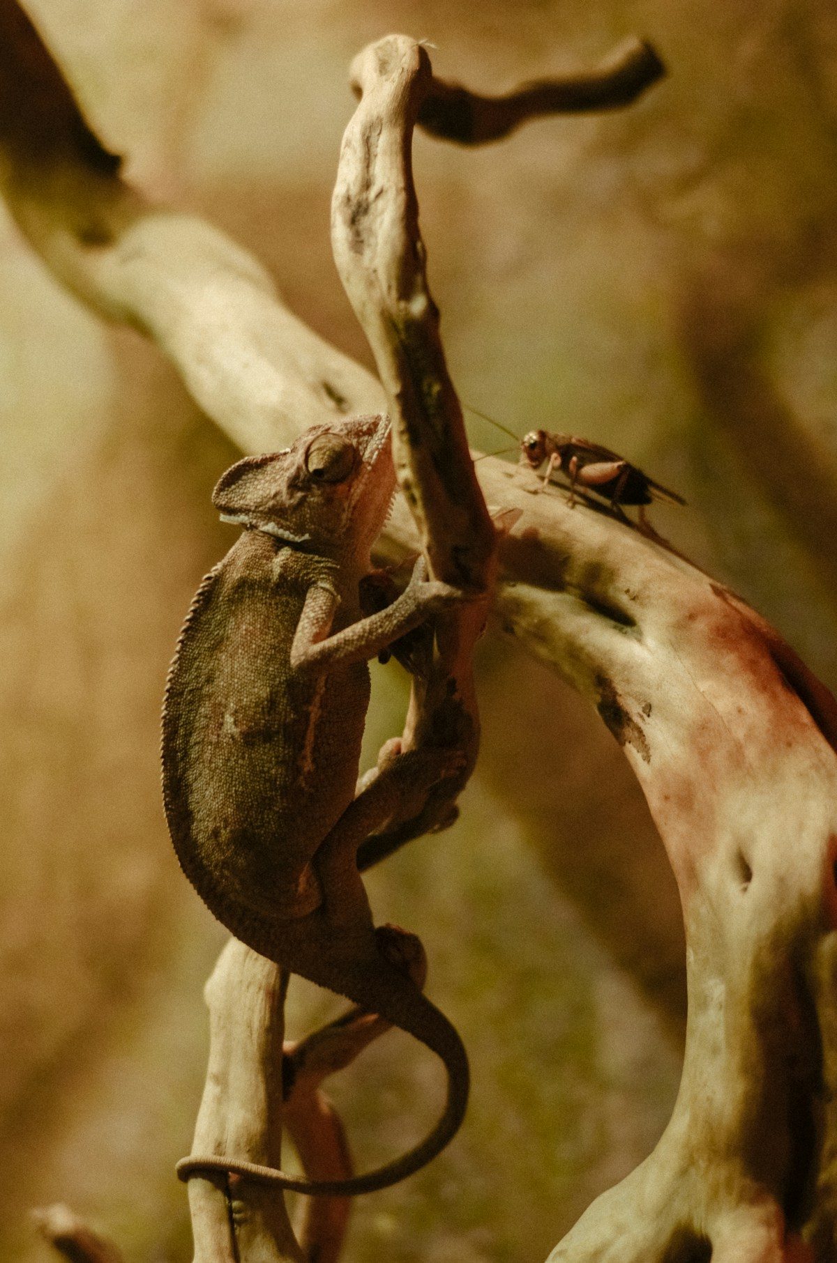 Haltungsberatung für exotische Tiere